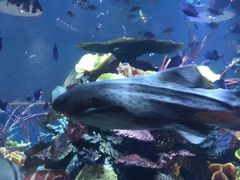 -迪拜帆船酒店海底餐厅