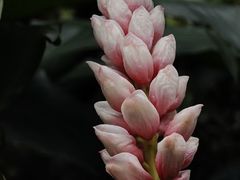 -中国科学院华南植物园