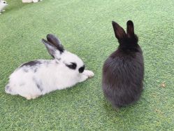 -萌宠亲子动物乐园(槐房万达店)