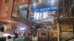 -卡通尼·Safari非洲探索乐园·生日会(金桥国际商业广场店)