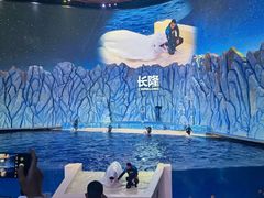 -帝企鹅自助餐厅•儿童岛•真企鹅(长隆企鹅酒店)