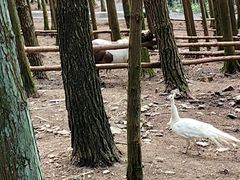 -重庆睡佛山森林公园