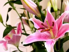 -双季花艺园艺市场(浦东店)