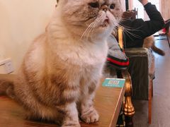 -猫色咖啡·猫咖