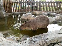 -上海野生动物园
