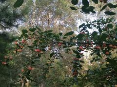 -长白岛森林公园