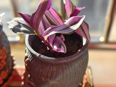 -7号院家宴.烧鸽子(门头沟店)