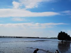 -宝安西湾红树林湿地公园