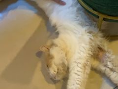 -平行世界·猫咖(首经贸店)