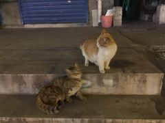 -33韩式自助烧烤(环城南路店)