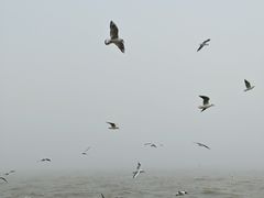-东疆理想海岸沙滩景区