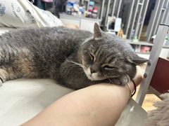 -瑞鹏宠物医院·夜间急症·心超·猫科(祖庙分店)