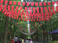 -东平国家森林公园