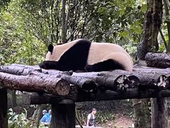 -都江堰中华大熊猫苑