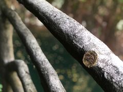 -花岩国家森林公园