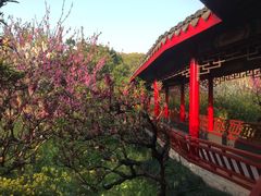 -南汇桃花村