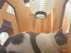 -MOCHA明星猫咖(田子坊店)