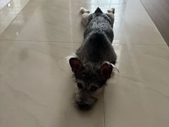 -瑞派康怡24h宠物医院·犬猫医疗中心·微创绝育(瑞景分院)