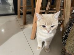 -平行世界·猫咖(首经贸店)