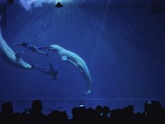 -芜湖新华联大白鲸海洋公园