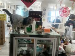 -楼上猫咖(罗湖店)