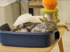 -平行世界·猫咖(首经贸店)
