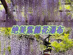 -嘉定紫藤园
