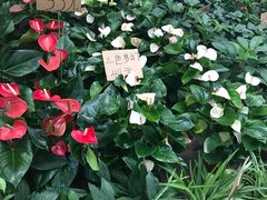 -秦美花卉(天朗·莱茵小城2期店)