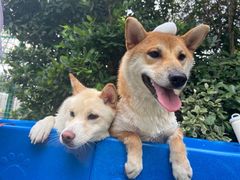 -汪说喵讲宠物乐园宠物酒店(红星美凯龙店)