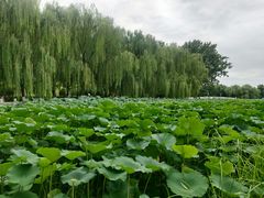 -莲花池公园