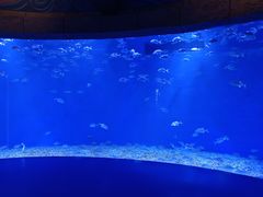 -哈尔滨波塞冬海底世界