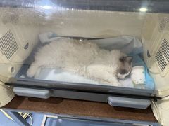 -瑞鹏宠物医院·爱宠堂·骨外专科(西荷分院)