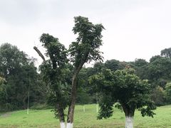 -张坝桂圆林公园