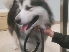 -宠福鑫康馨动物医院·骨科·眼科