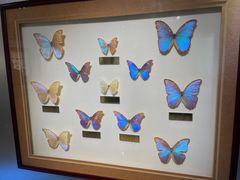 -上海昆虫博物馆