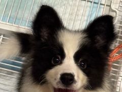 -翊宠yipet猫狗购宠庄园