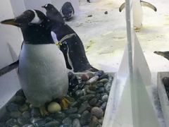 -芜湖新华联大白鲸海洋公园