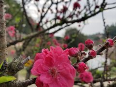 -南国桃园旅游度假区