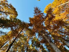 -黄海国家森林公园