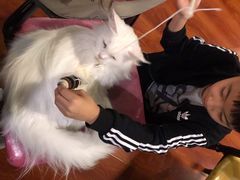 -猫小院猫主题咖啡厅(北锣店)