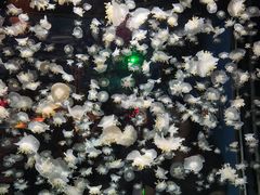 -太平洋海底世界