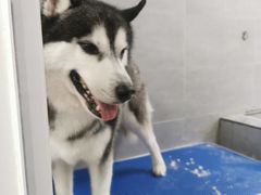 -宠福鑫康馨动物医院·骨科·眼科