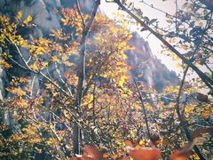 -嵩山少林文化旅游景区