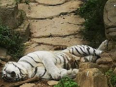 -大连森林动物园