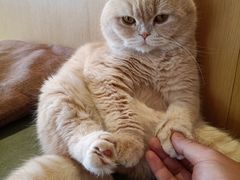 -CAT’S MEWSTAR CAFE·喵星球猫屋(晴湾咖啡店)