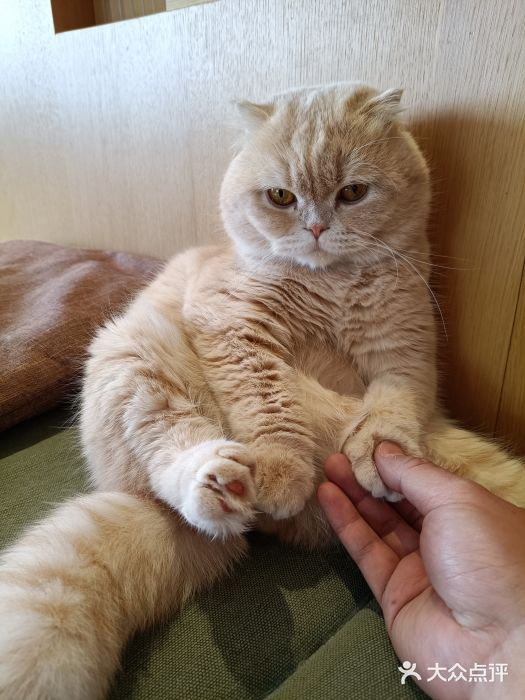 CAT’S MEWSTAR CAFE·喵星球猫屋(晴湾咖啡店)图片