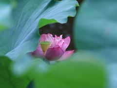 -陈家山荷花公园