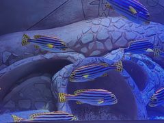 -亚特兰蒂斯•OSSIANO奥西亚诺海底餐厅