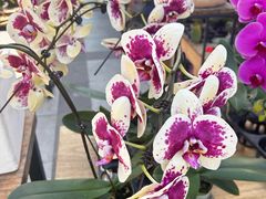 -溪岸路花鸟市场