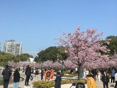 -新江湾城公园